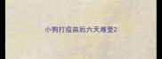 小狗打疫苗后六天难受