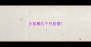 小松狮几个月发情