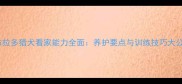拉布拉多猎犬看家能力全面养护要点与训练技巧大公开