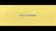 拉布拉多犬如何断奶