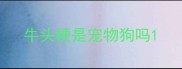 牛头梗是宠物狗吗