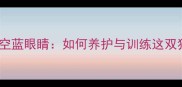 边牧的星空蓝眼睛如何养护与训练这双独特宝石