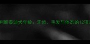 如何科学判断泰迪犬年龄牙齿毛发与体态的12项对照指南