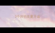 2个月约克夏牙齿