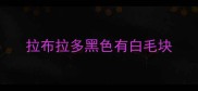 拉布拉多黑色有白毛块