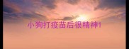小狗打疫苗后很精神