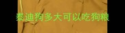 泰迪狗多大可以吃狗粮