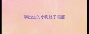 刚出生的小狗肚子很胀