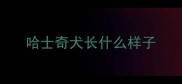 哈士奇犬长什么样子