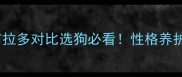 串串和拉布拉多对比选狗必看性格养护寿命全攻略