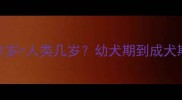 金毛1岁人类几岁幼犬期到成犬期全