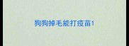 狗狗掉毛能打疫苗