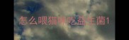 怎么喂猫咪吃益生菌