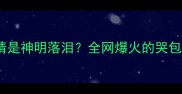 咖啡色边牧蓝眼睛是神明落泪全网爆火的哭包边牧养护全攻略