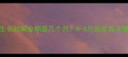 泰迪犬停止生长的黄金期是几个月6-8月龄发育关键期养护指南