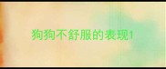 狗狗不舒服的表现