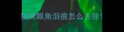 猫咪眼角泪痕怎么去除
