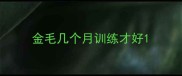 金毛几个月训练才好
