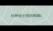 纯种哈士奇的眼睛