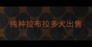 纯种拉布拉多犬出售