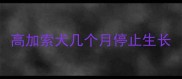 高加索犬几个月停止生长