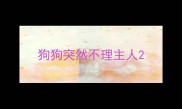 狗狗突然不理主人