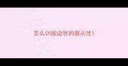 怎么训练边牧的服从性