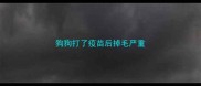 狗狗打了疫苗后掉毛严重