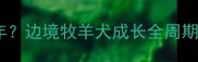 史宾格几个月成年边境牧羊犬成长全周期附饲养指南