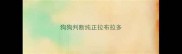 狗狗判断纯正拉布拉多