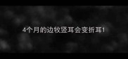 4个月的边牧竖耳会变折耳