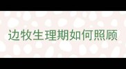 边牧生理期如何照顾