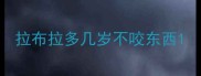 拉布拉多几岁不咬东西