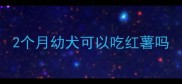2个月幼犬可以吃红薯吗