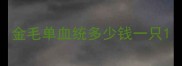 金毛单血统多少钱一只