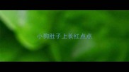 小狗肚子上长红点点