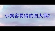 小狗容易得的四大病