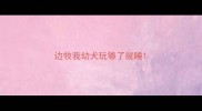 边牧我幼犬玩够了就睡