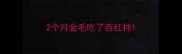 2个月金毛吃了西红柿