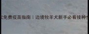 边牧幼犬免费疫苗指南边境牧羊犬新手必看接种全攻略