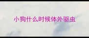 小狗什么时候体外驱虫