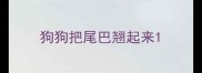 狗狗把尾巴翘起来