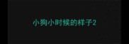 小狗小时候的样子