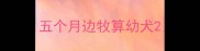 五个月边牧算幼犬