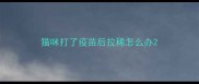 猫咪打了疫苗后拉稀怎么办