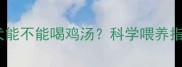 边境牧羊犬能不能喝鸡汤科学喂养指南与营养