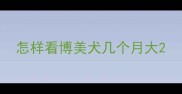 怎样看博美犬几个月大