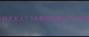狗狗频繁啃咬家具幼犬主人3步教你彻底纠正坏习惯附训练视频
