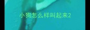 小狗怎么样叫起来