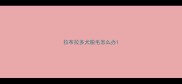 拉布拉多犬脱毛怎么办